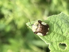 Helocassis testudinaria