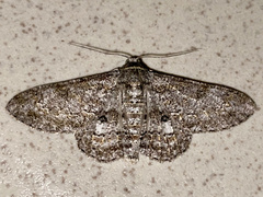Cleora alienaria