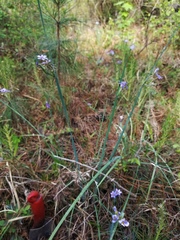 Sisyrinchium elizabethiae