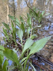 Plantago cordata