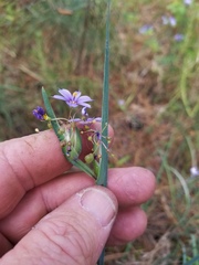 Sisyrinchium elizabethiae