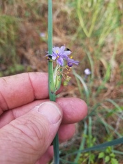 Sisyrinchium elizabethiae
