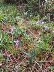 Sisyrinchium elizabethiae