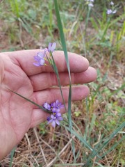 Sisyrinchium elizabethiae