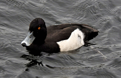 Aythya fuligula
