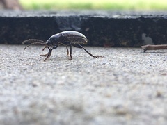Helops