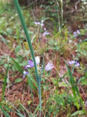 Sisyrinchium elizabethiae
