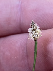 Eleocharis bifida