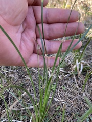 Eleocharis bifida
