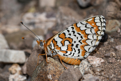 Poladryas arachne nympha