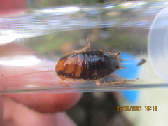 Celatoblatta vulgaris