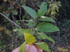 Zanthoxylum hirsutum