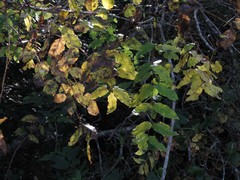 Zanthoxylum hirsutum