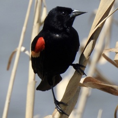 Agelaius phoeniceus