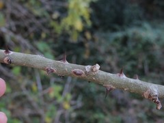 Zanthoxylum hirsutum