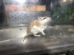 Reithrodontomyini