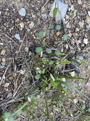 Leavenworthia exigua