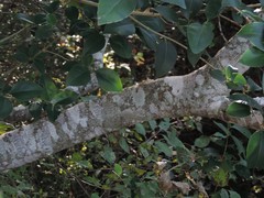 Zanthoxylum hirsutum