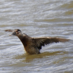 Oxyura jamaicensis