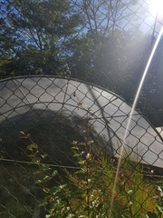 Trichonephila clavipes