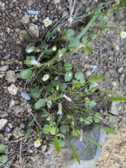 Leavenworthia exigua