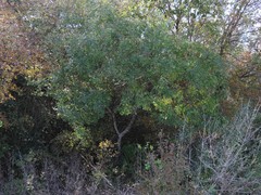 Zanthoxylum hirsutum