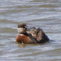 Oxyura jamaicensis