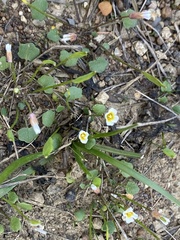 Leavenworthia exigua