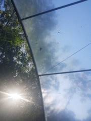 Trichonephila clavipes