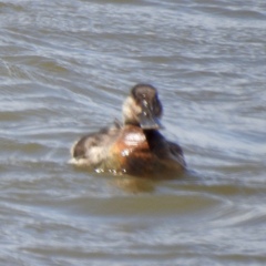 Oxyura jamaicensis