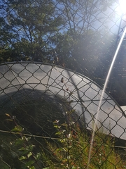 Trichonephila clavipes