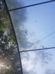 Trichonephila clavipes