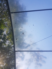 Trichonephila clavipes