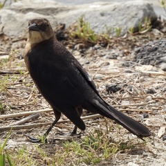 Quiscalus mexicanus