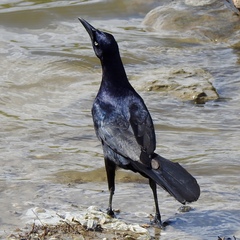Quiscalus mexicanus