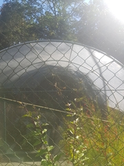 Trichonephila clavipes