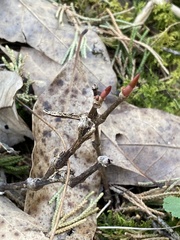 Dirca palustris
