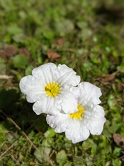 Nierembergia rivularis