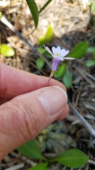 Pinguicula ionantha