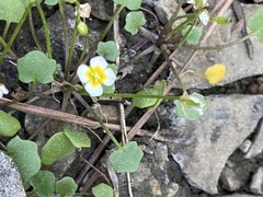 Leavenworthia exigua