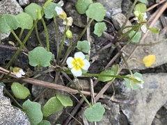 Leavenworthia exigua