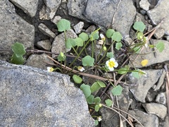 Leavenworthia exigua