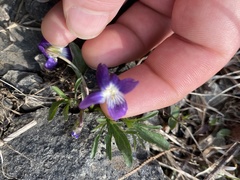Viola egglestonii