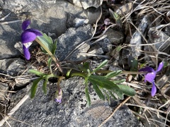Viola egglestonii