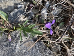 Viola egglestonii