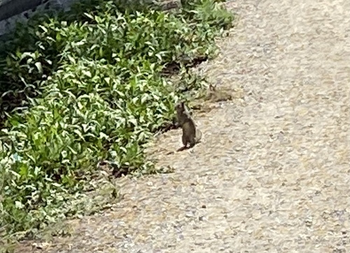iNaturalist observation photo of California Ground Squirrel
