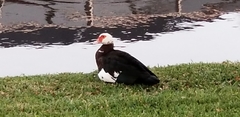 Cairina moschata domestica