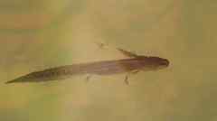 Ambystoma opacum