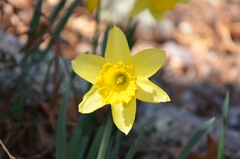 Narcissus pseudonarcissus pseudonarcissus