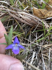 Viola egglestonii